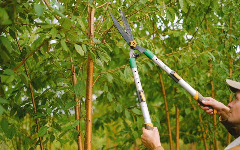 Tree trimming in Princeville, IL